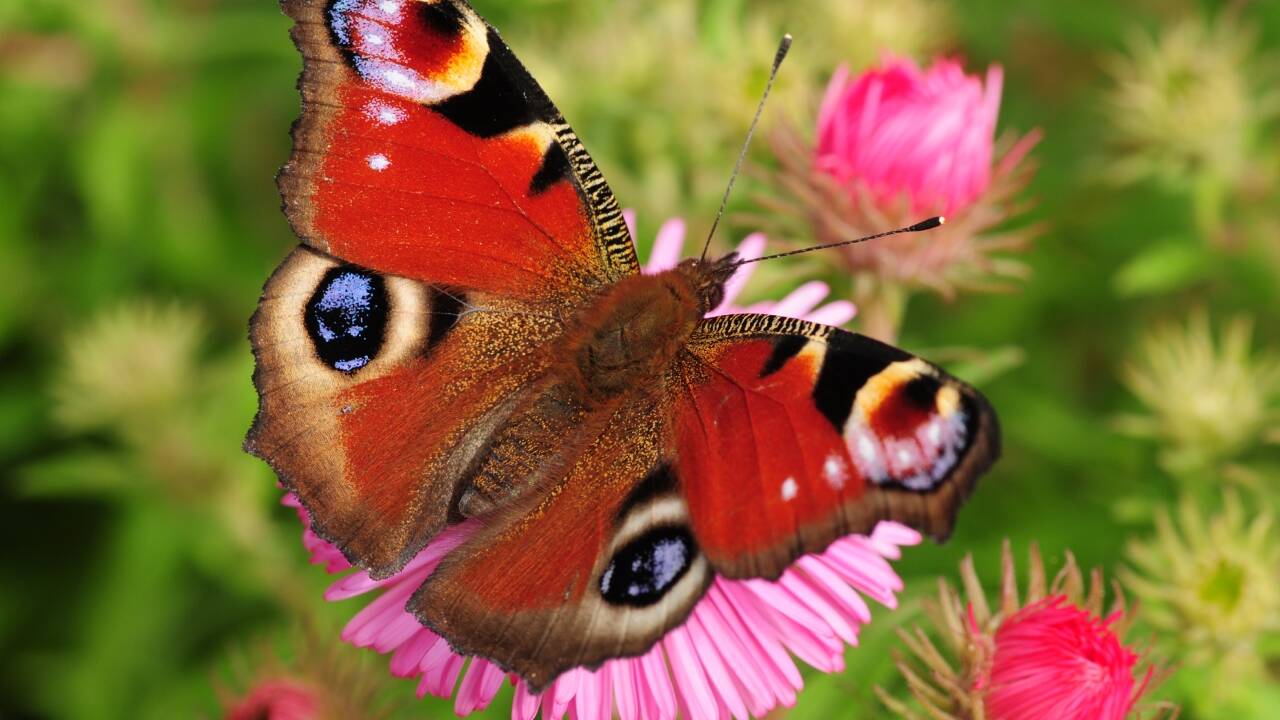 ​<strong>Britain’s butterfly boom may come at a cost</strong>​