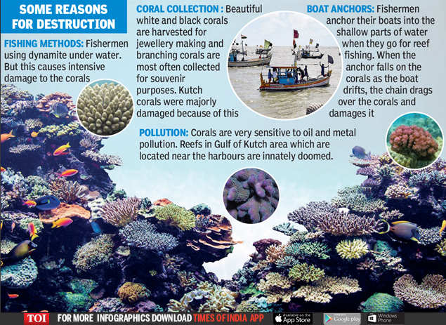 A warming Arabian sea is burning the colour of corals | India News ...