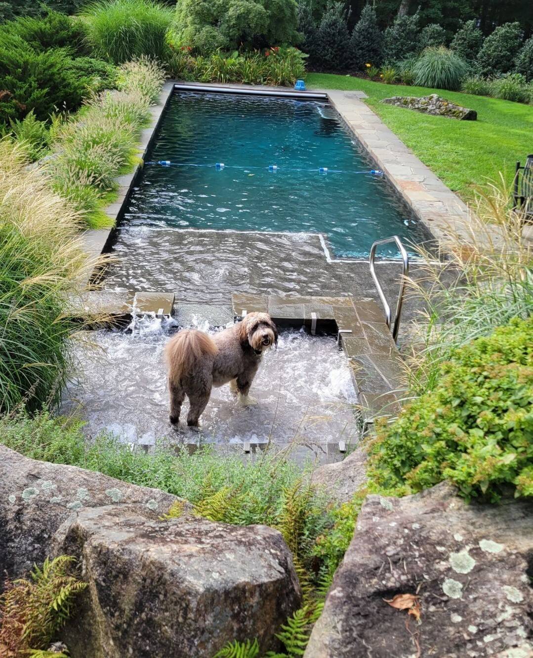 ​<strong>Dog gets his own pool deck in $3M home</strong>​