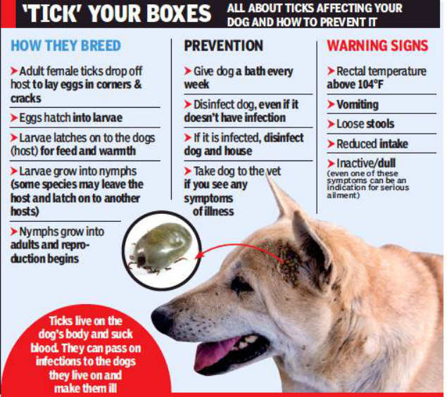 Dog: Canine mortality sees spike from tick-borne infections | Chennai ...