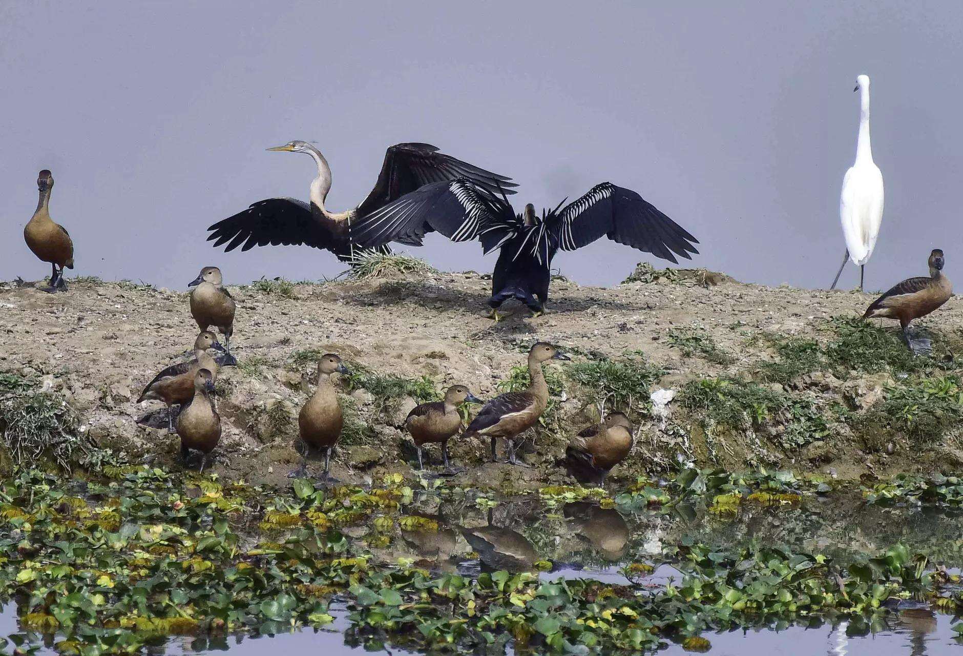 Oriental darter birds