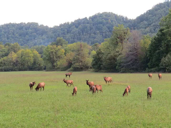 From 25 elk in 2001 to more than 250 today, the Smokies’ elk reintroduction has become a remarkable conservation story.