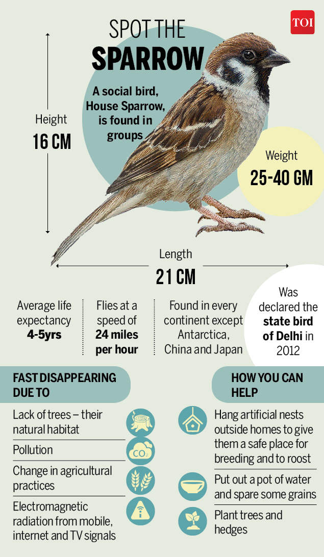 infographic-world-sparrow-day-2019-will-sparrows-return-to-our-home