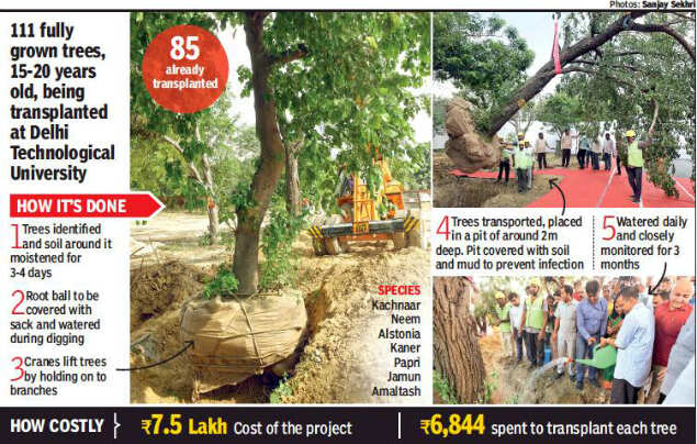 Delhi Dtu Transplants Trees To Build Facilities But Activists Sceptical About Survival Rate Delhi News Times Of India