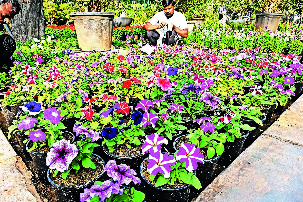 Bengaluru's Invasive Alien Plants: Threats and Awareness