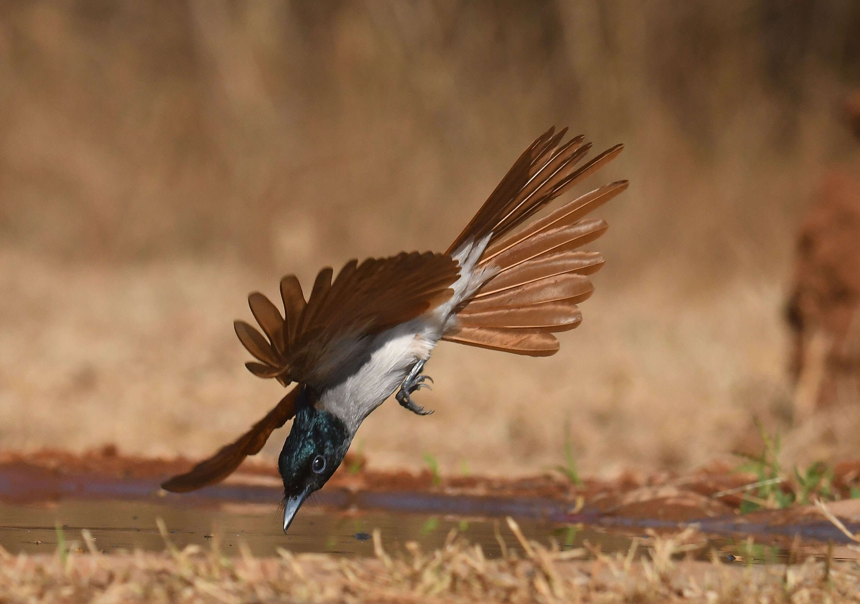 e1b7ba72-8bd2-4457-85f8-eeebe7f29ddd_24FEBRUARY-MYS-BIRDS_2.JPG