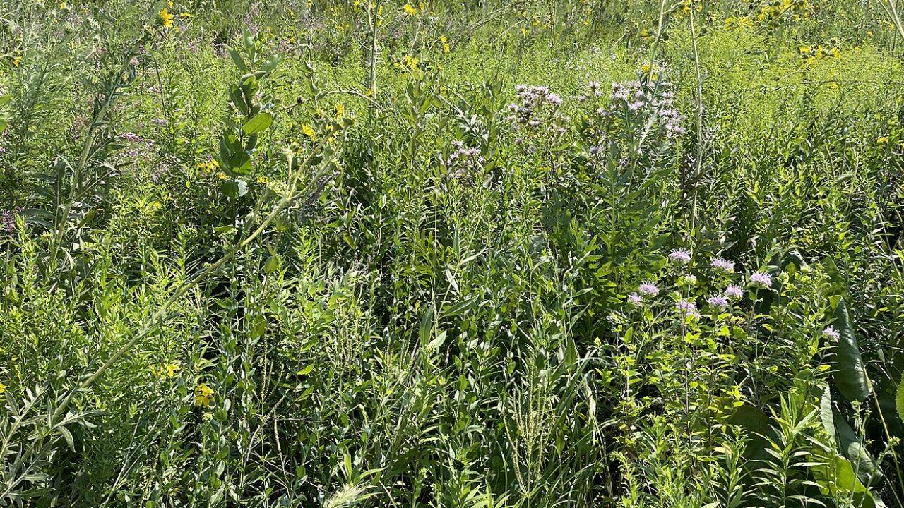 What did 15 years of prairie restoration reveal about Illinois farmland