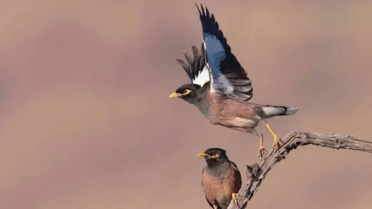 Why were common mynas introduced to the Cook Islands<br>