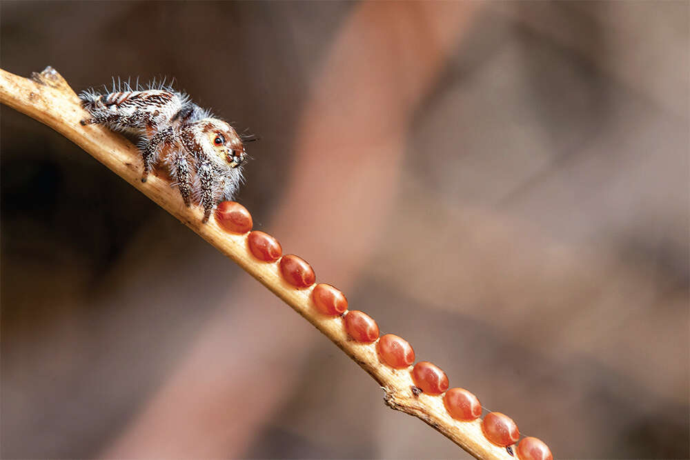 Discovered Spider that eats insect eggs
