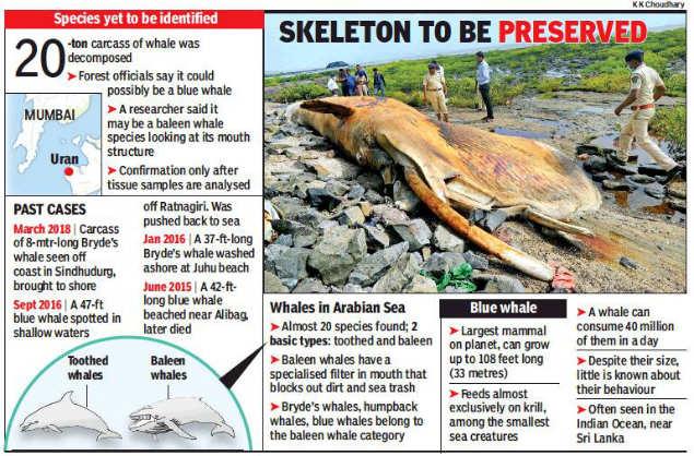 42 Ft Whale Carcass Washes Ashore At Uran Mumbai News Times Of India