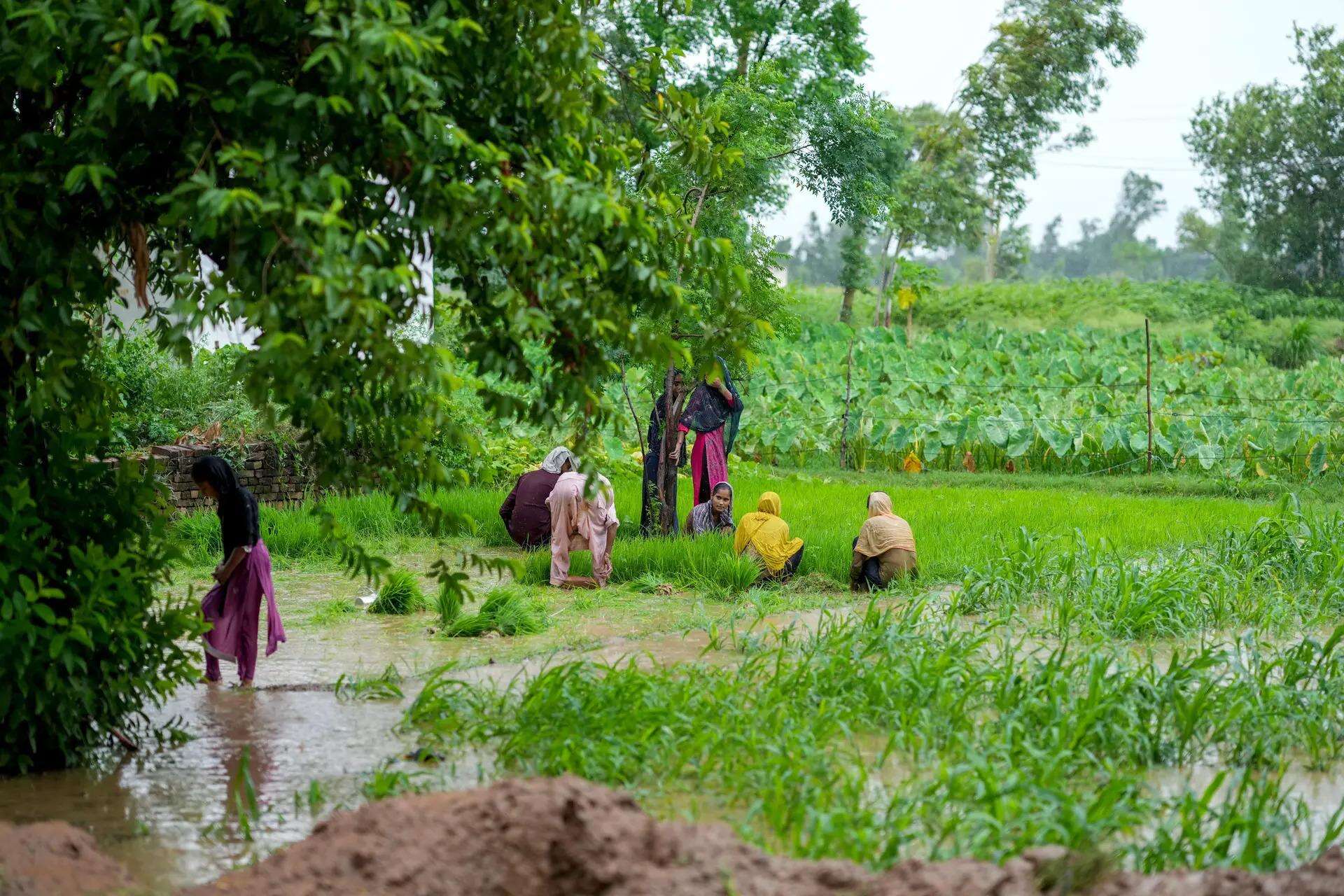 India Agriculture