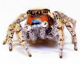 The Mystery of the Colorful But Colorblind Jumping Spider