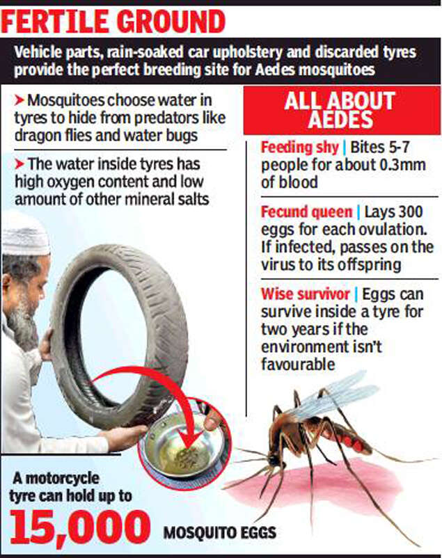 Conditions that breed mosquitoes in homes enough to attract penalty