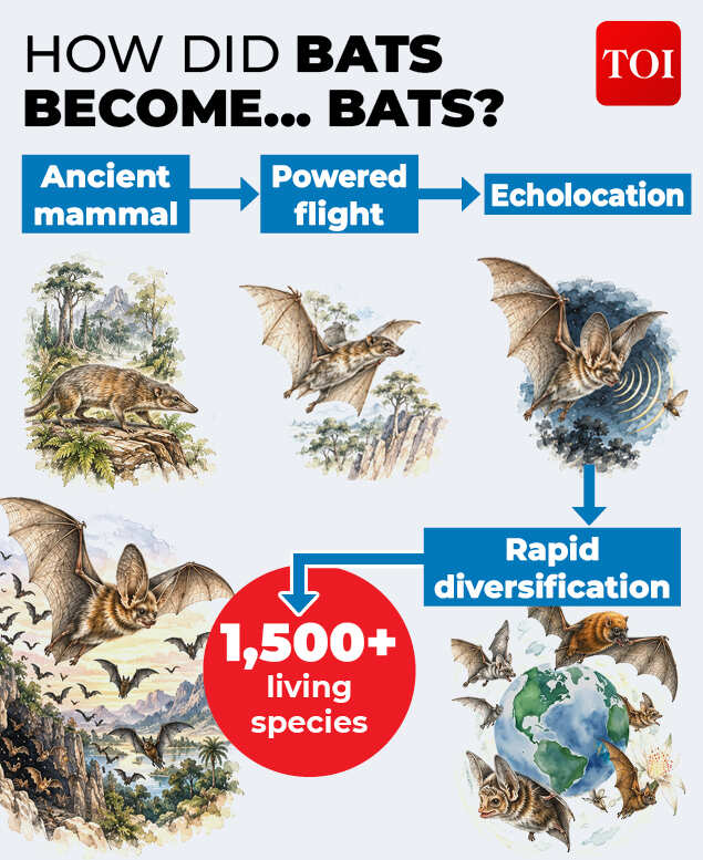 The making of a bat<br>