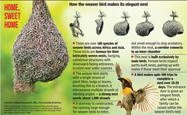 ‘Birds Are Amazing Builders — Their Nests Show Diverse Ways Of ...