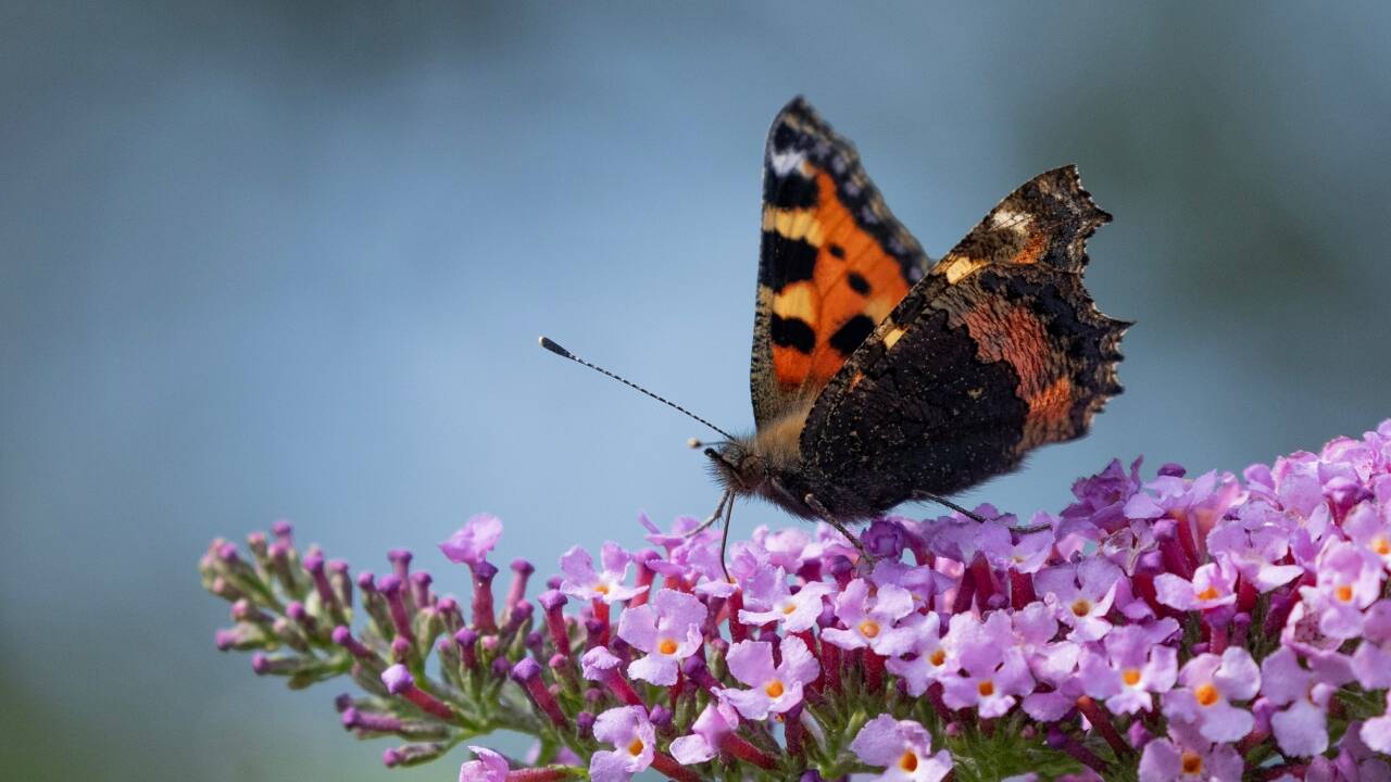 ​<strong>A summer of heat brought Britain a butterfly boom. Now comes the worry</strong>​