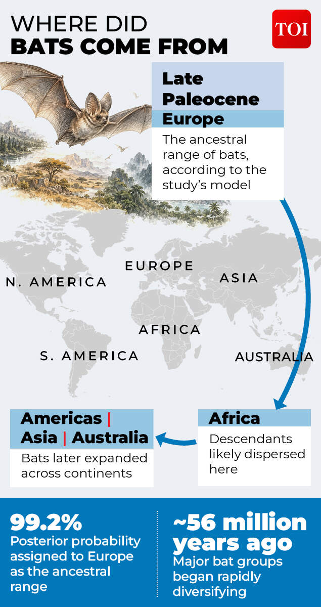 Tracing the bat’s roots<br>