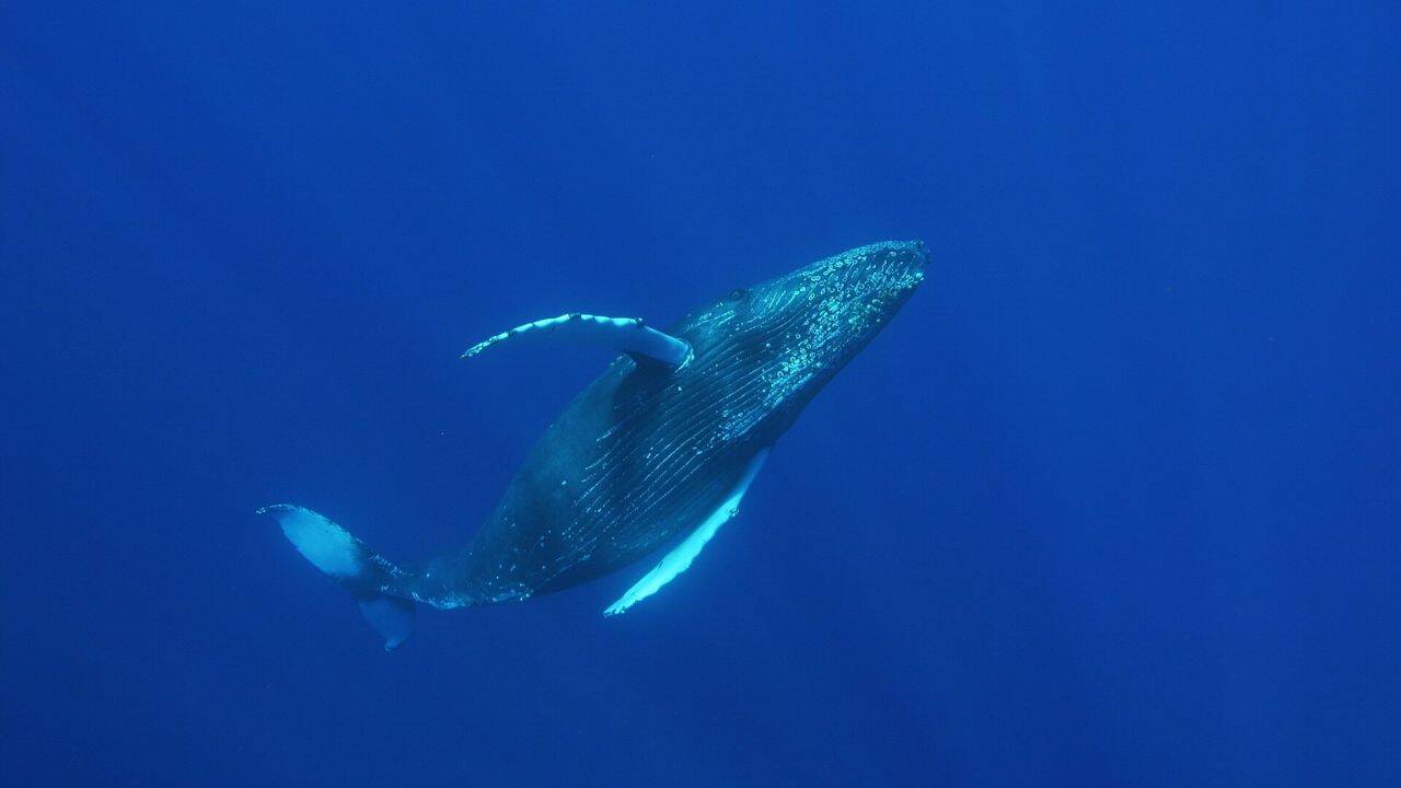 Detecting whales by the underwater internet cables