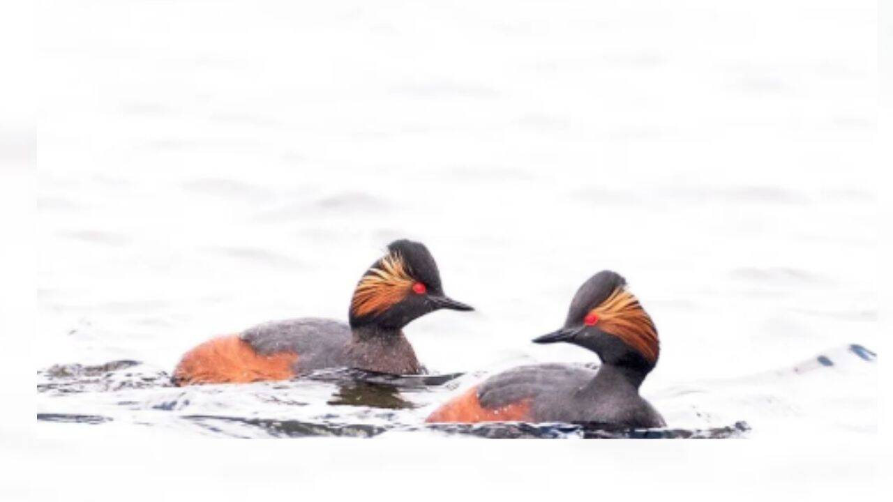 A pair of black-necked grebes