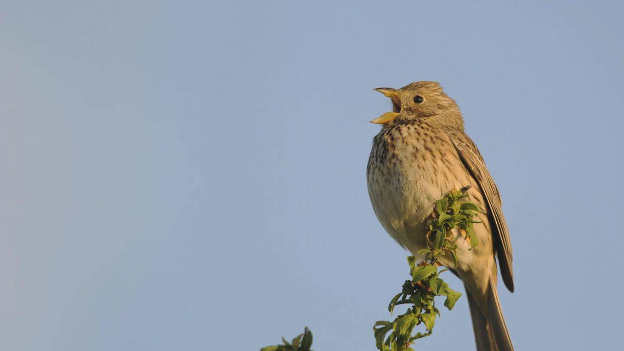 How did researchers survey birds across solar farms and nearby arable land<br>