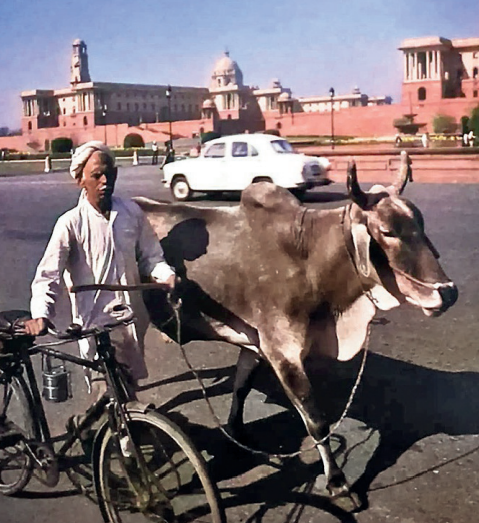 <br>A man leading a bullock cart along a road in Lutyens’ Delhi in 1980s<br>(Photo by Claude Poulet, from the book ‘Agra and Delhi’)<br>