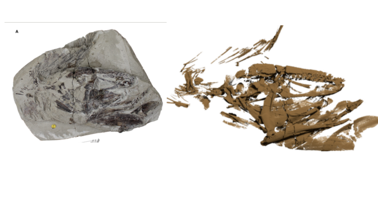 1) <em>Macropoma gombessae</em> sp. nov. NHMUK PV P 36, holotype, from the Early Cretaceous (Albian) Gault Formation of Folkestone, England/2) reconstruction from XCT scan of Macropoma gombessae sp. nov./Images (University of Zurich)