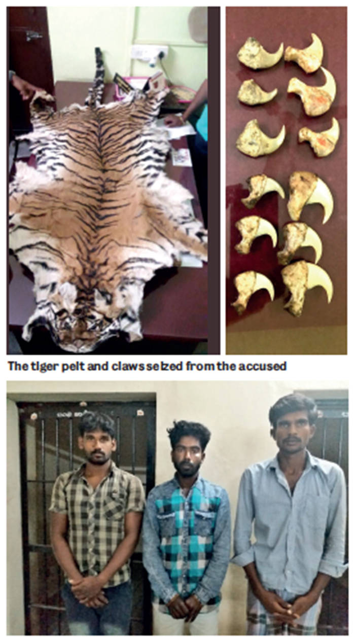 Two held for trading in tiger claws in Chamarajanagar