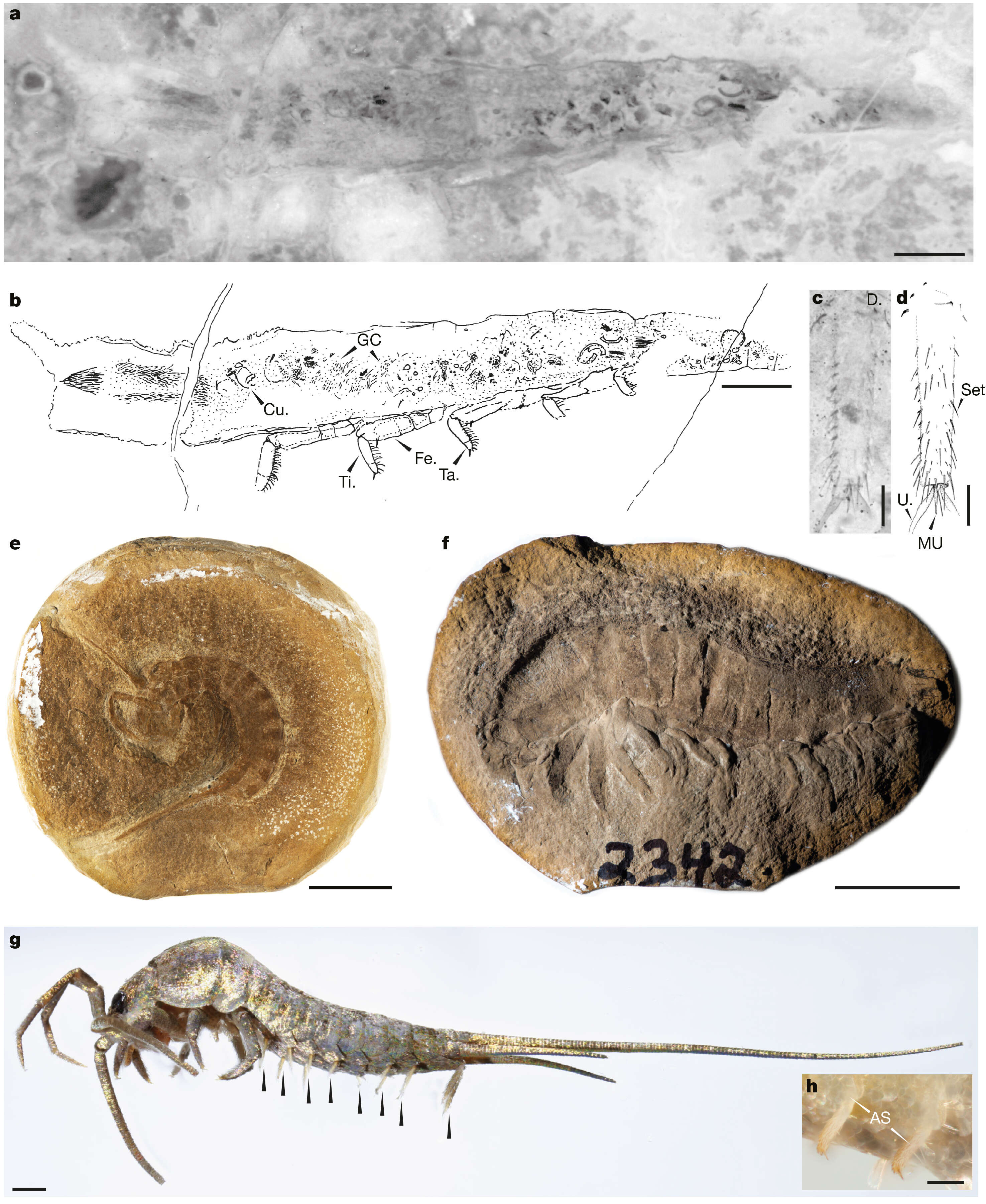 Comparative anatomical details of stem-insects and extant apterygote insects.