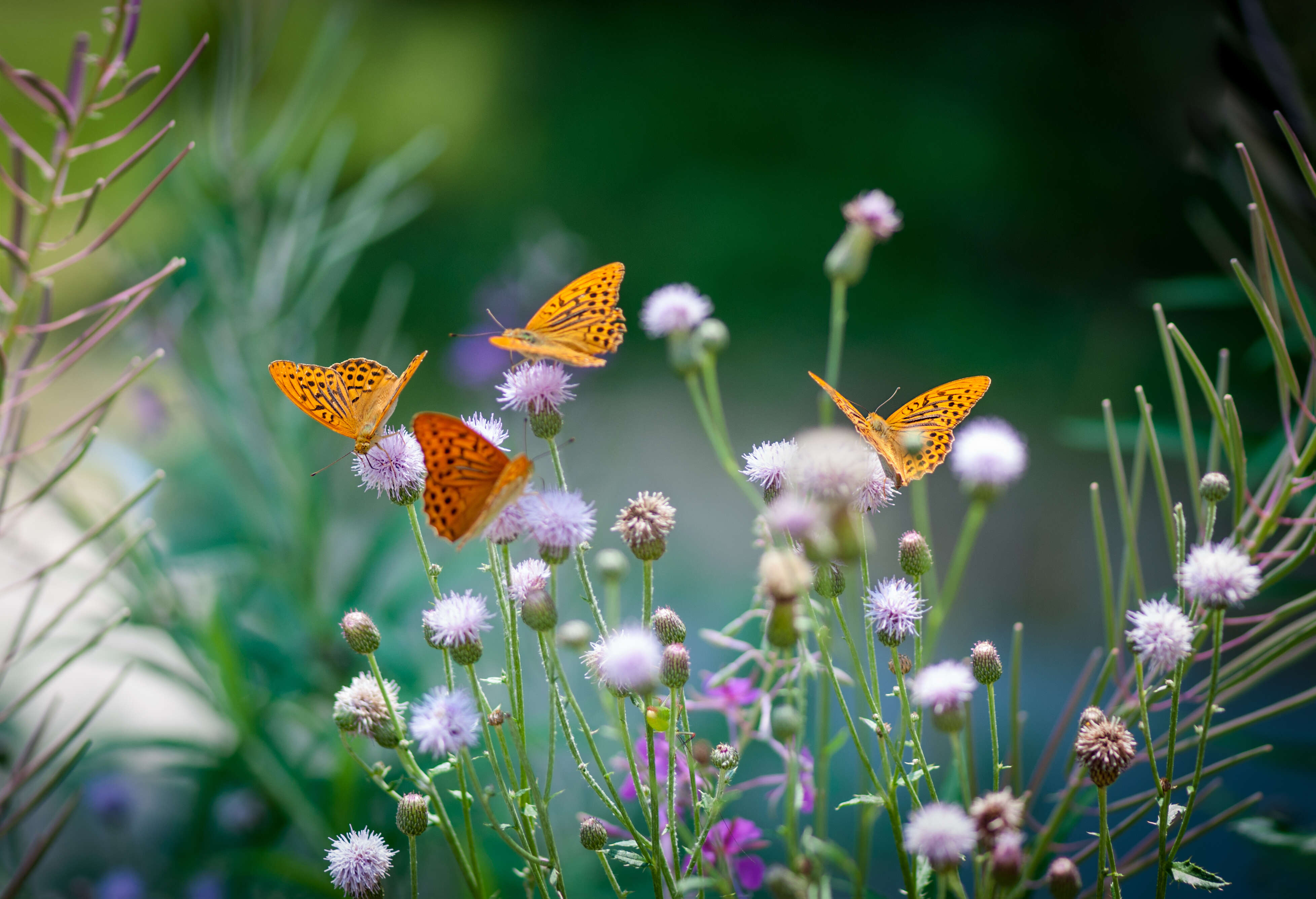 Farmers join forces as farmland species make a comeback