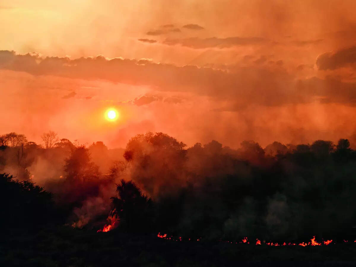 Trial by forest fire - Vimarsana News
