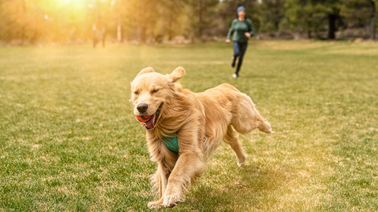 ​<strong>Why UK dog owners are paying £10 an hour for private fields to walk their pets</strong>​