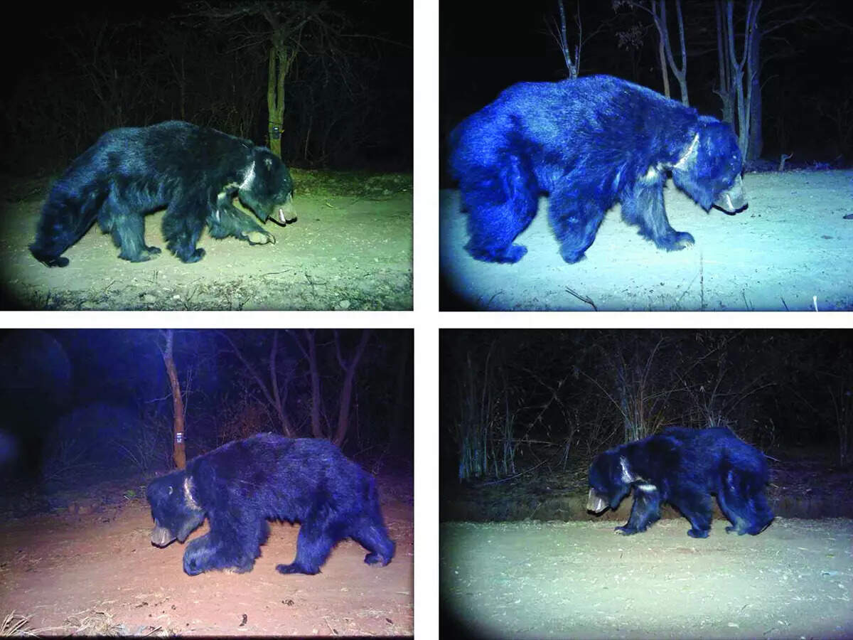 Illegal snares are hurting Bengaluru’s wild ones