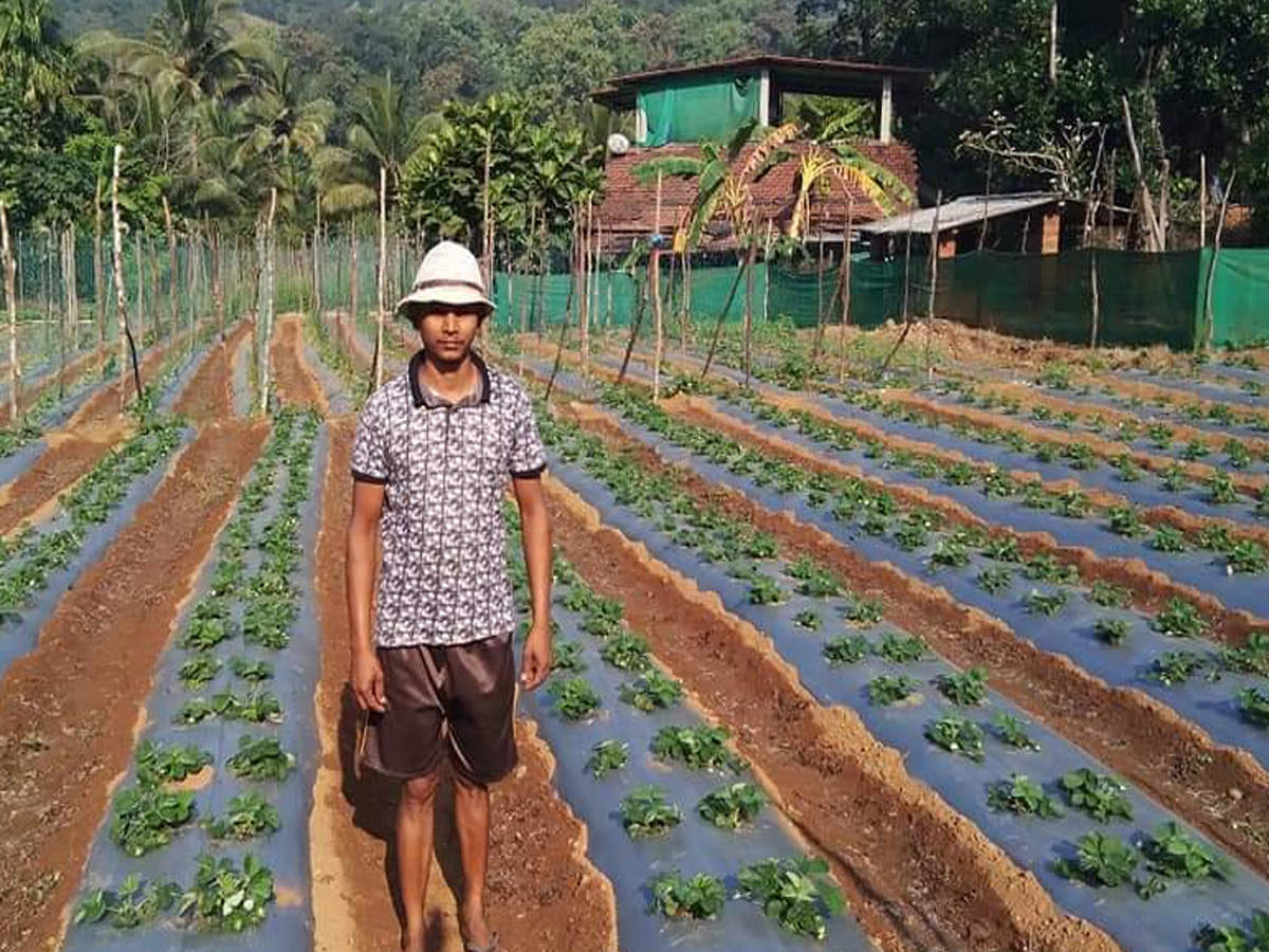 In A First For North Goa Farmer Grows Strawberries In Sattari Goa