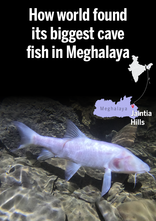 How world found its biggest cave fish in Meghalaya | India News - Times of  India