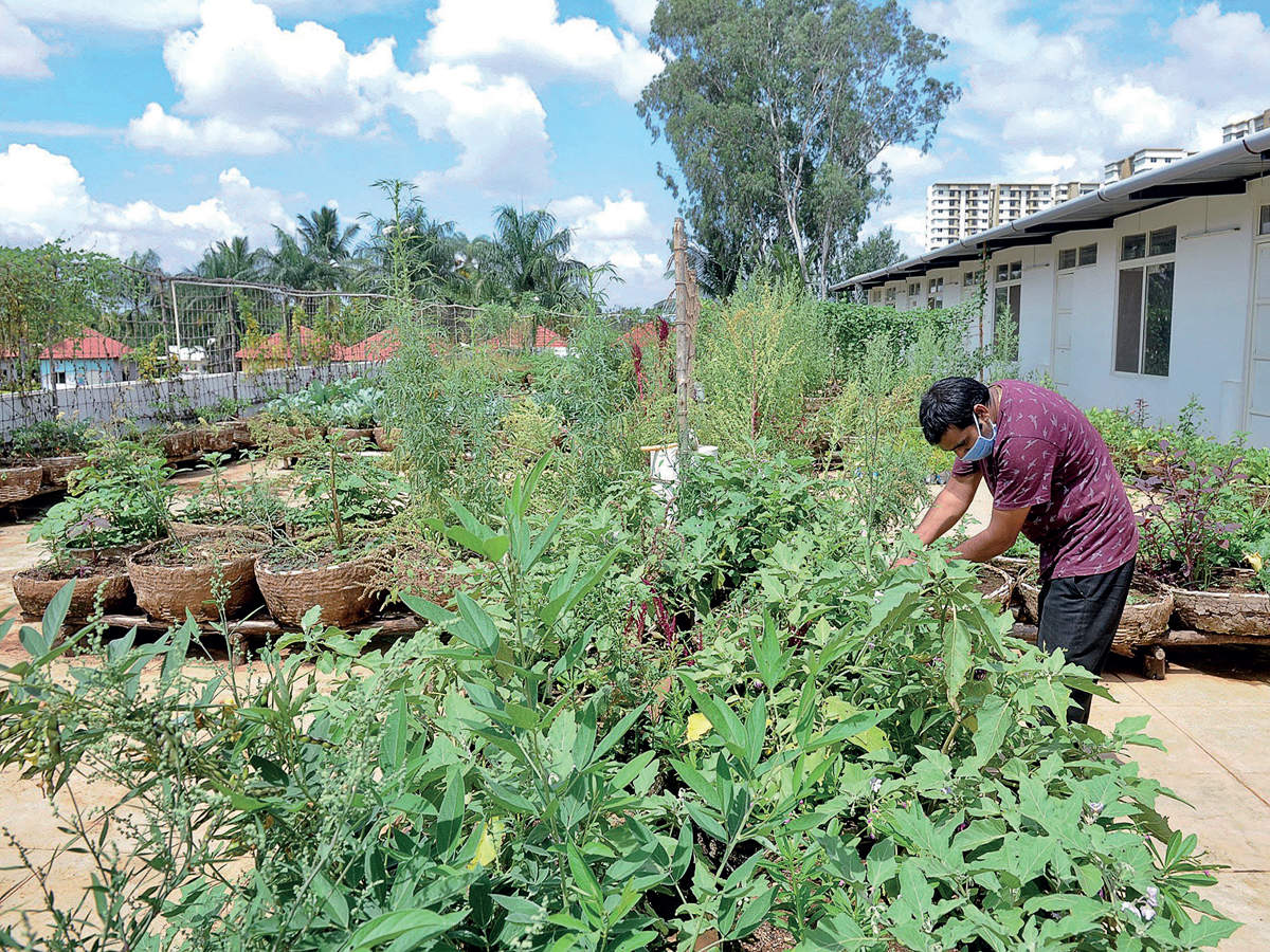 Lockdown turned these teachers into organic farmers