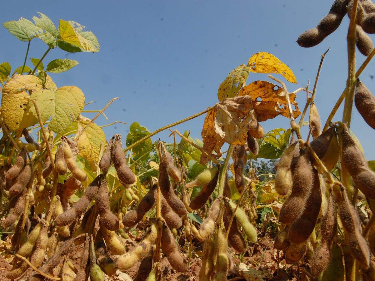 Scientists develop high yielding and climate resilient varieties of soybean