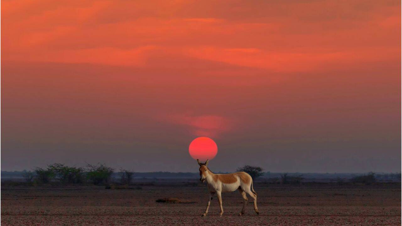 Rann of Kutch at sunset