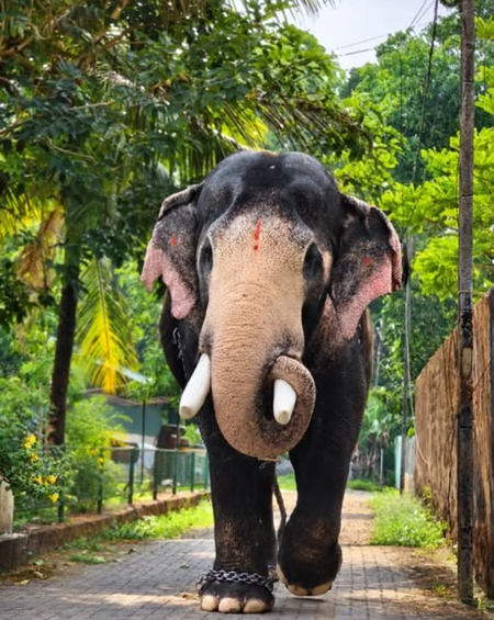 Hundreds pay tribute, bid goodbye to gentle giant 'Brahmadathan' in Kerala's Melambara
