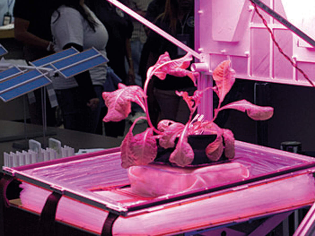 Lettuce grown in space as nutritious as ones on Earth: NASA