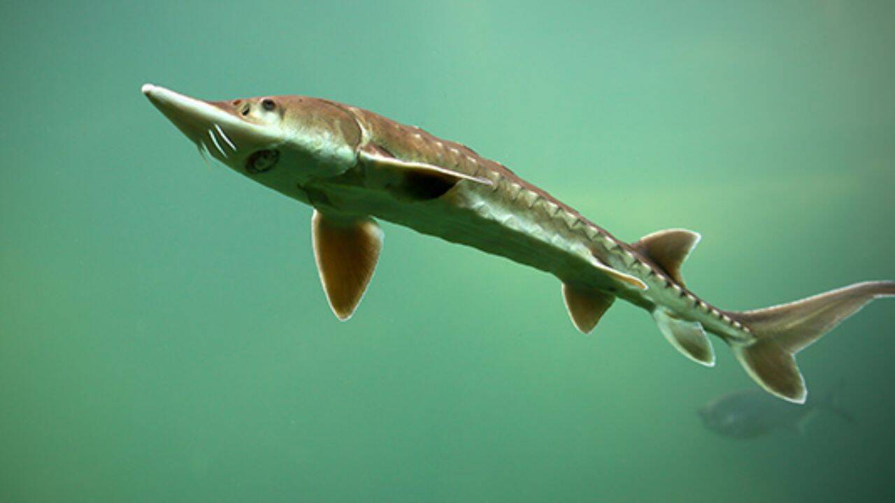 Lake sturgeon: A fish that may have been swimming for centuries