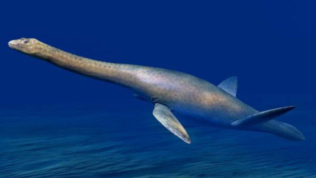 Why does the evidence point to plesiosaurs