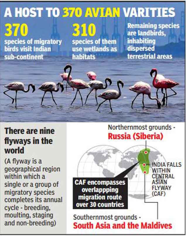 Central Asian Flyway