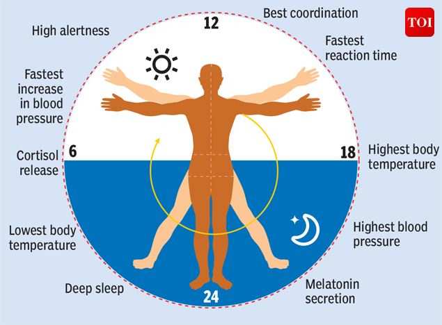 ciclo circadiano humano