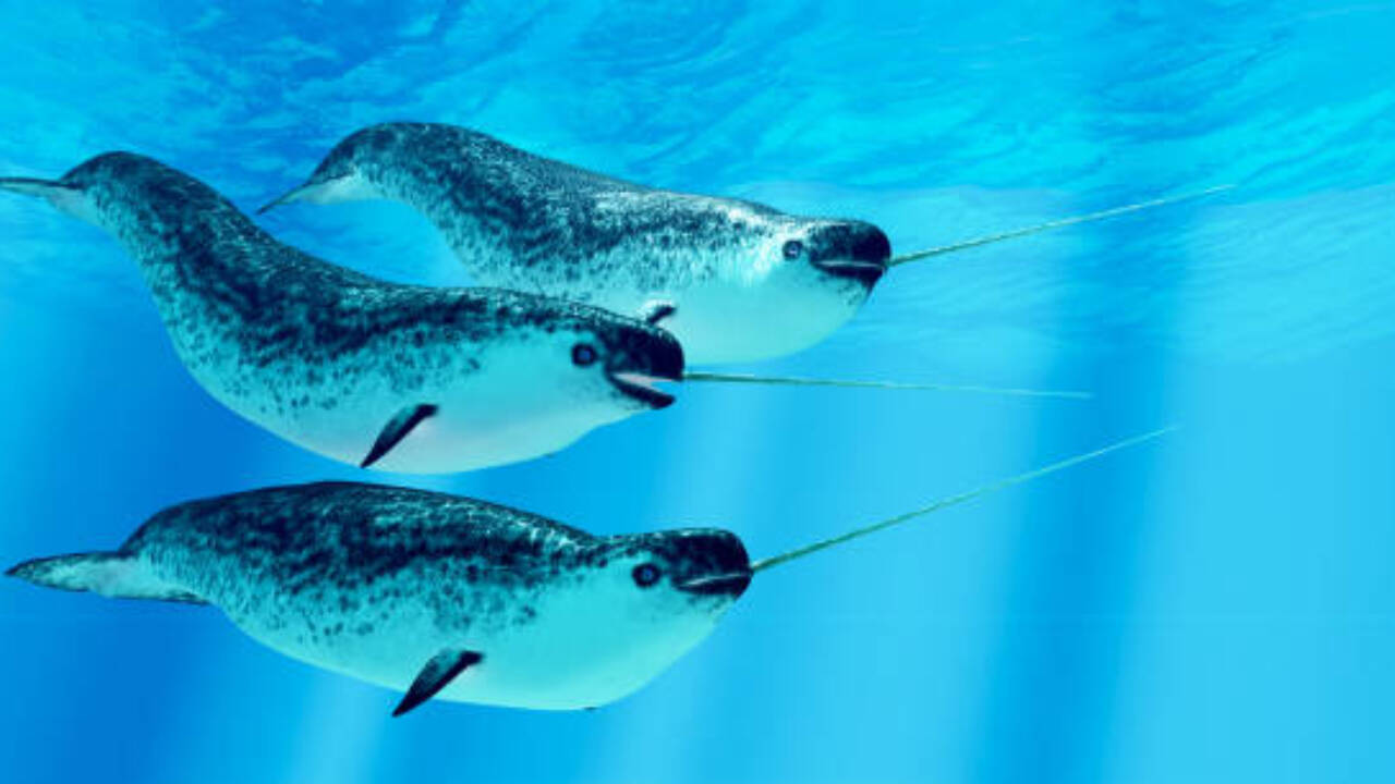 The researchers also found something unexpected inside the tusks: growth layers that resemble tree rings. These layers could give scientists clues about a narwhal’s life and possibly help piece together parts of its history.