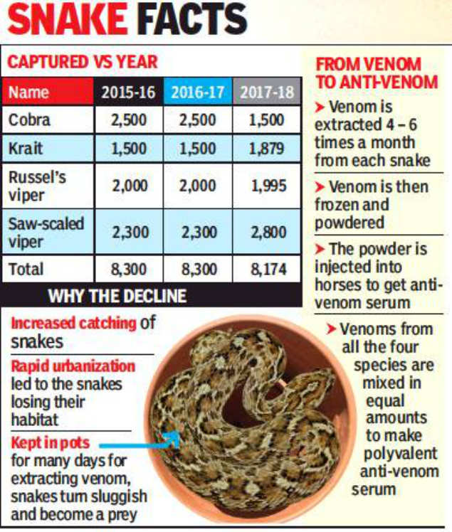 Chennai Sees Drastic Decline In Saw Scaled Viper Population Chennai News Times Of India