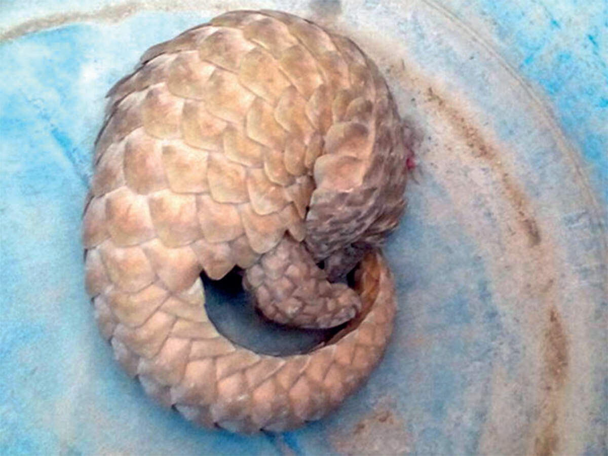 wildlife smuggler: Cops crack Pangolin smuggling racket