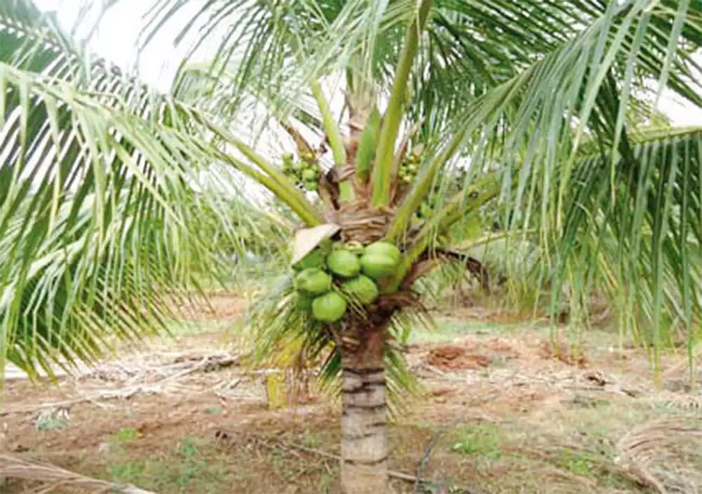 The greenskeeper: My little coconut tree