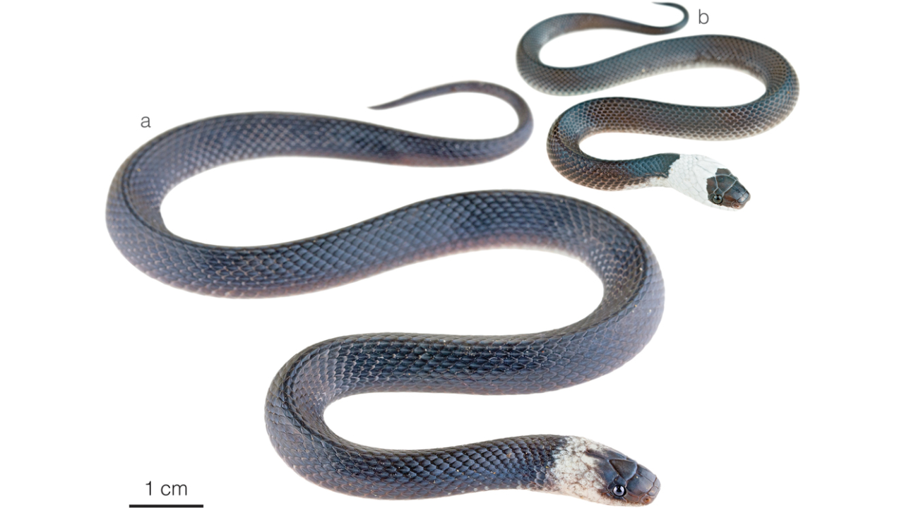 The black snake with a white collar was hiding in plain sight (Image: Alejandro Arteaga)<br>