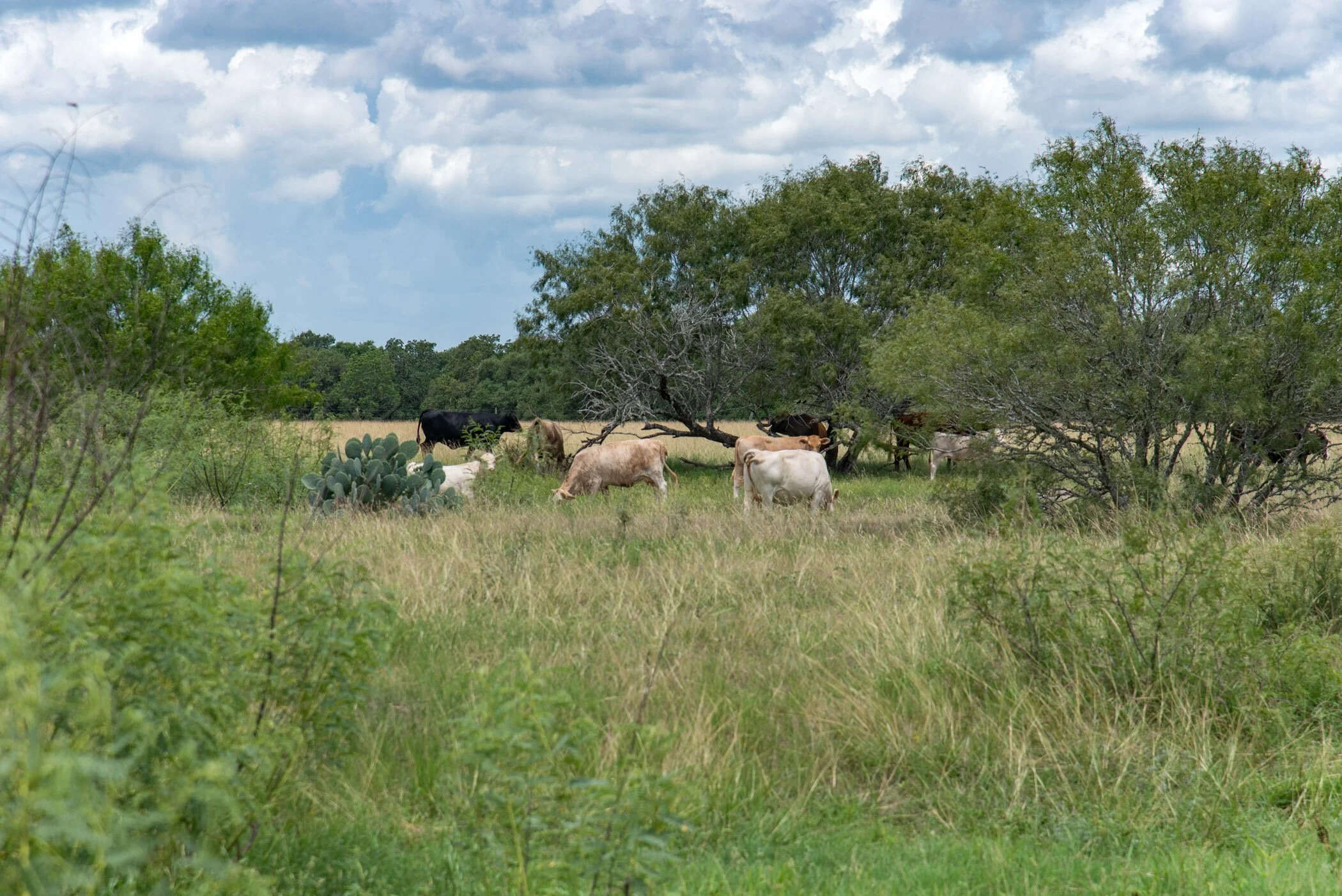 Martinek Farm outside La Grange preserves vital farmland, Ross Creek habitat and historic resources.