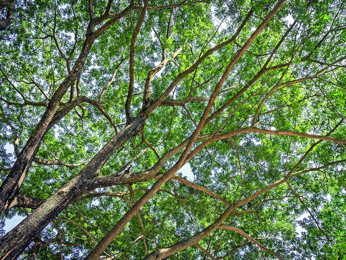 Axing trees will only further rock the groundwater table